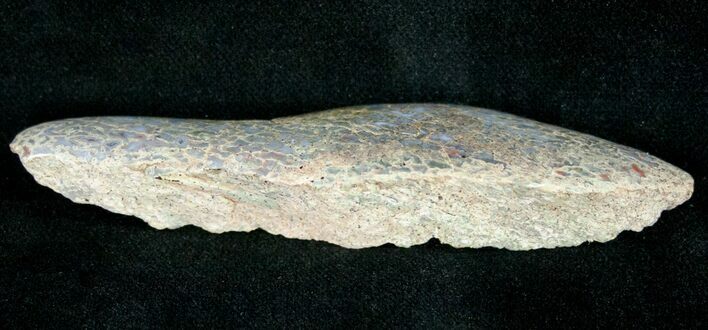 Agatized Dinosaur Bone - Polished #11454